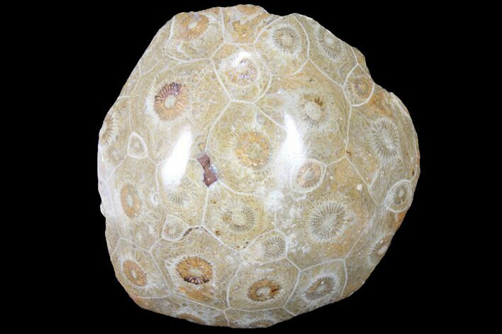 Polished Fossil Coral (Actinocyathus) - Morocco #85010